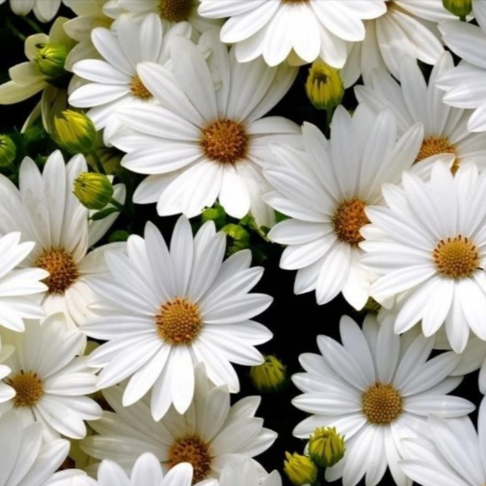 Bouqute of Flowers